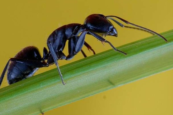 蚂蚁的外观特征,呈黑色、褐色等颜色