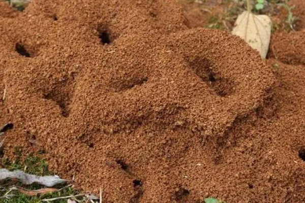 蚂蚁的外观特征,呈黑色、褐色等颜色