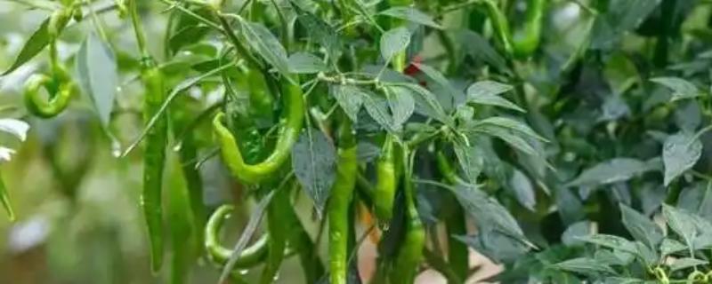 辣椒为什么坐果率低，花芽分花不良需控制温度
