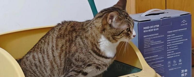 猫咪一天的正常排尿次数，排尿4-5次属于正常现象