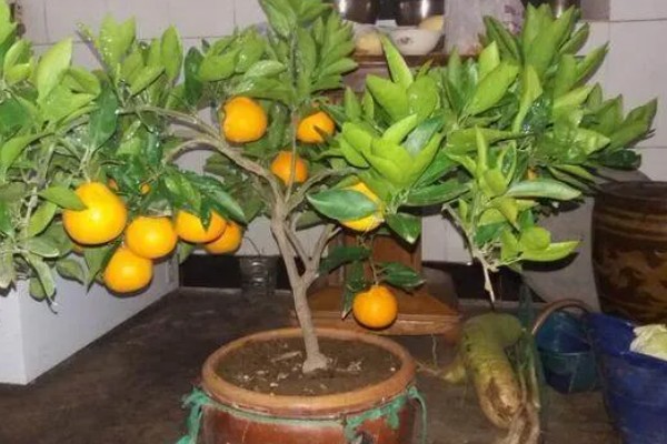 橙子的浇水间隔，根据季节调整浇水频率