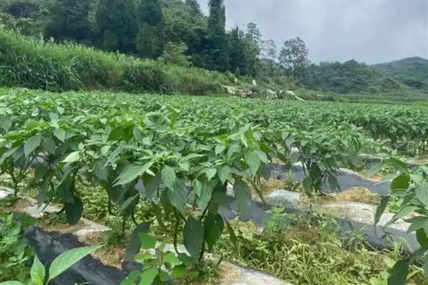 甜椒怎么种植，生长期间追肥1-2次