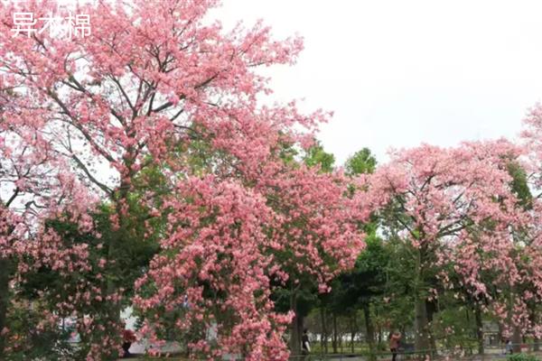 异木棉有什么花语,代表孤傲非凡、坚韧不拔等含义