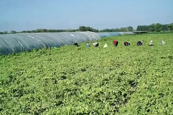 姑娘果的防虫方法，使用甲氰辛硫磷乳油可防治地老虎