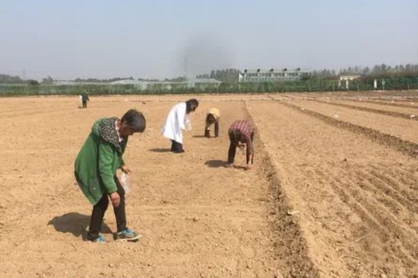 姑娘果的防虫方法，使用甲氰辛硫磷乳油可防治地老虎