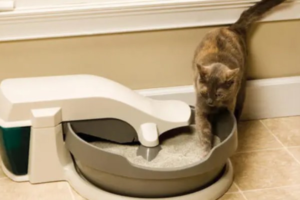 猫咪一天的正常排尿次数，排尿4-5次属于正常现象