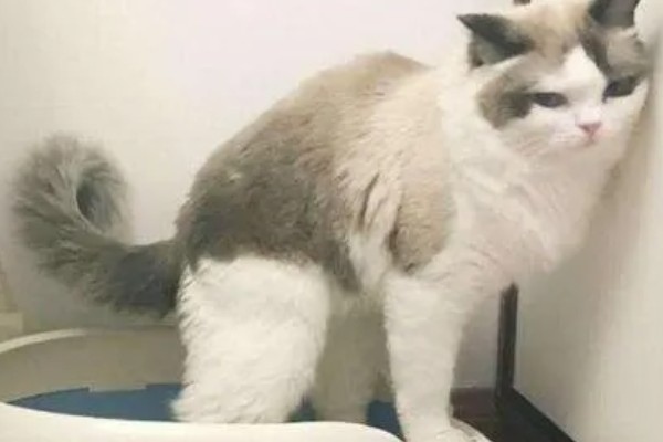 猫咪一天的正常排尿次数，排尿4-5次属于正常现象