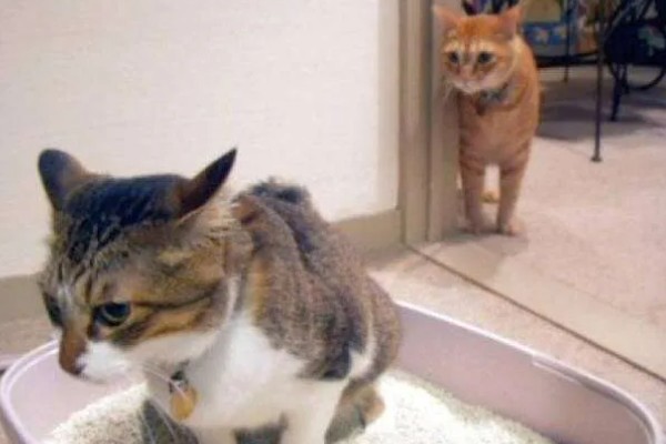 猫咪一天的正常排尿次数，排尿4-5次属于正常现象