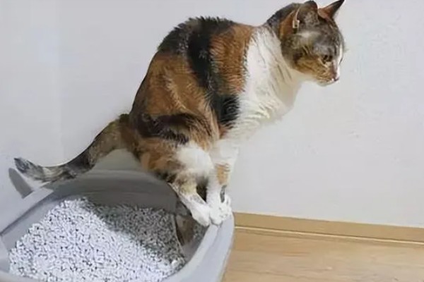 猫咪一天的正常排尿次数，排尿4-5次属于正常现象