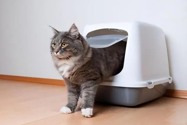 猫咪一天的正常排尿次数，排尿4-5次属于正常现象