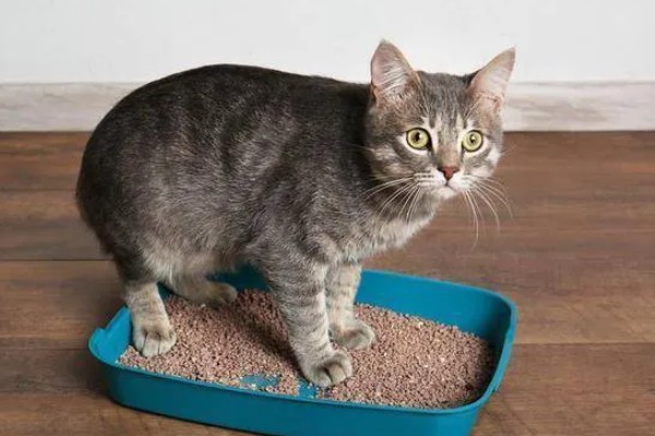 猫咪一天的正常排尿次数，排尿4-5次属于正常现象