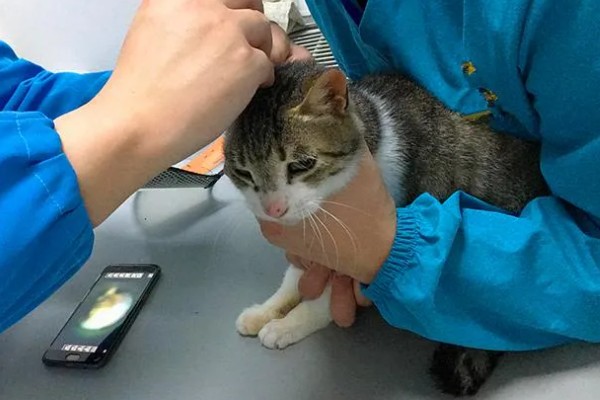 猫咪一天的正常排尿次数，排尿4-5次属于正常现象