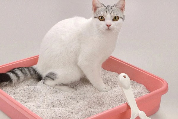 猫咪一天的正常排尿次数，排尿4-5次属于正常现象