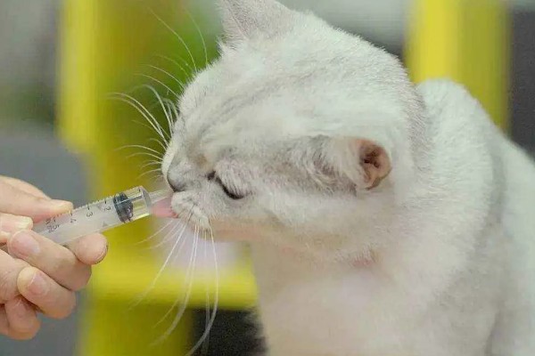 猫咪一天的正常排尿次数，排尿4-5次属于正常现象