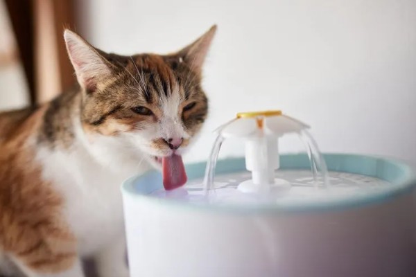 猫咪一天的正常排尿次数，排尿4-5次属于正常现象