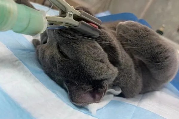 猫咪一天的正常排尿次数，排尿4-5次属于正常现象