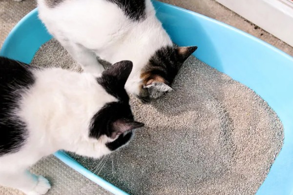 猫咪一天的正常排尿次数，排尿4-5次属于正常现象