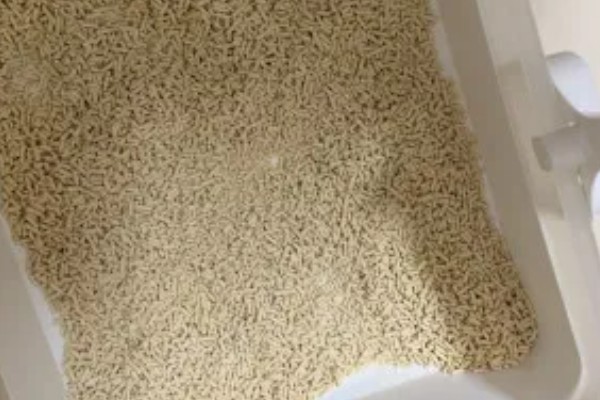 猫咪一天的正常排尿次数，排尿4-5次属于正常现象