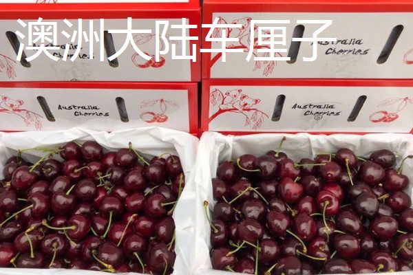 澳洲车厘子有什么品种,主要分为塔斯马尼亚车厘子、澳洲大陆车厘子