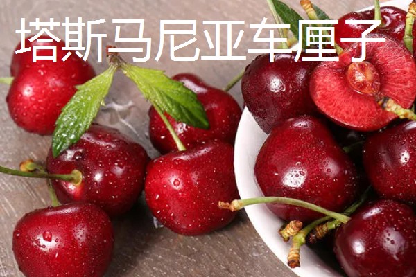 澳洲车厘子有什么品种,主要分为塔斯马尼亚车厘子、澳洲大陆车厘子
