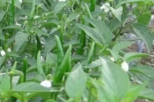 辣椒为什么坐果率低,花芽分花不良需控制温度