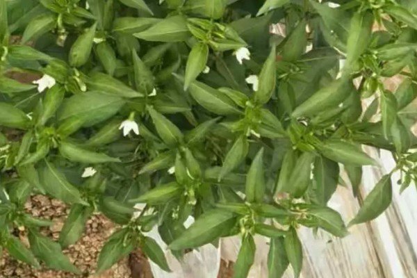 辣椒为什么坐果率低,花芽分花不良需控制温度