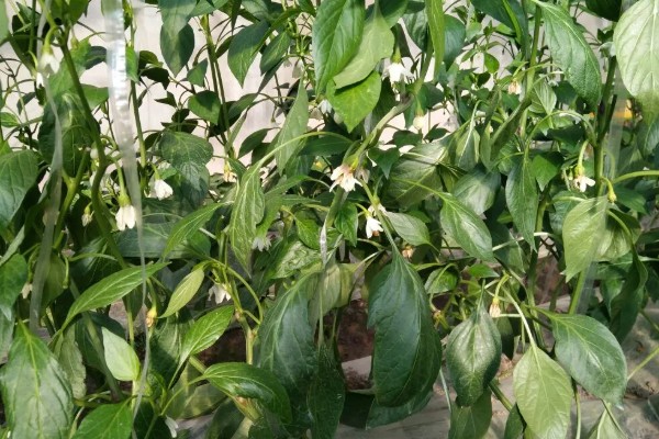 辣椒为什么坐果率低,花芽分花不良需控制温度