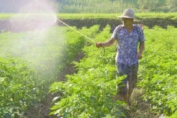 辣椒为什么坐果率低,花芽分花不良需控制温度