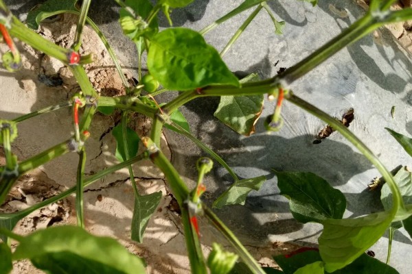 辣椒为什么坐果率低,花芽分花不良需控制温度