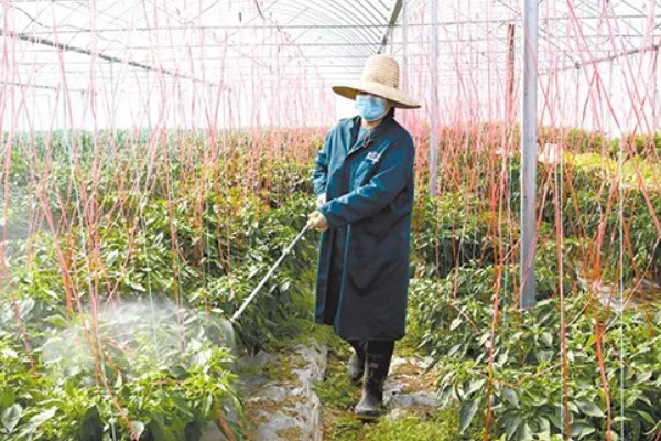 辣椒为什么坐果率低,花芽分花不良需控制温度