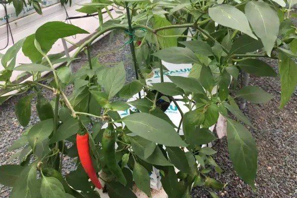 辣椒为什么坐果率低,花芽分花不良需控制温度