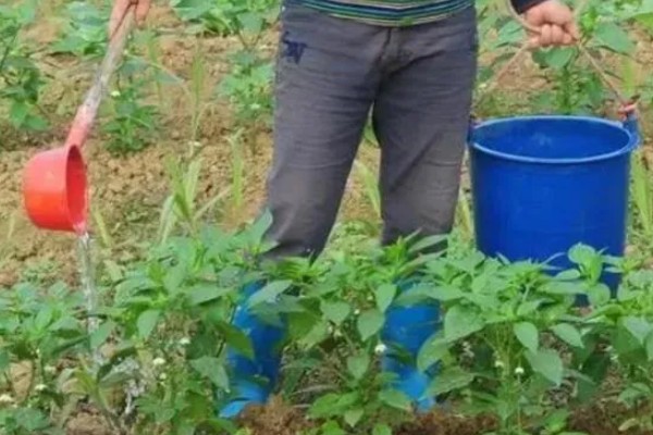 辣椒为什么坐果率低,花芽分花不良需控制温度
