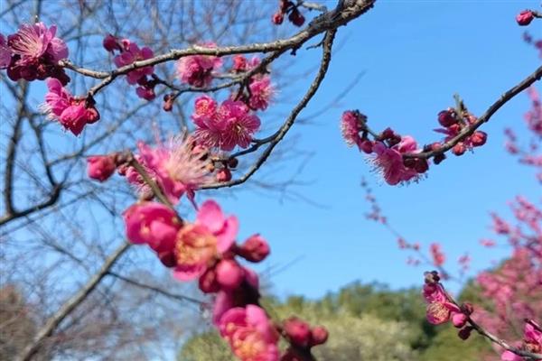 梅花是不是乔木，是小乔木类也属于稀有灌木
