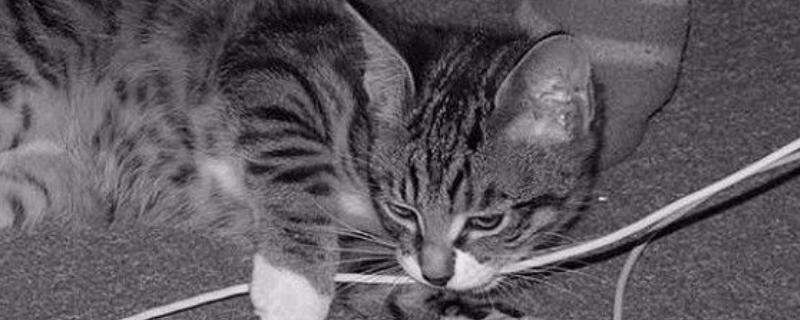 猫咪咬电线如何处理，猫咪感到无聊时要陪它玩耍