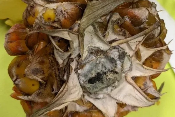 菠萝心腐病怎么防治，发病时喷施多菌灵等药剂