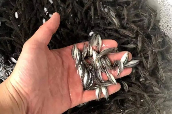挑选优质加州鲈鱼苗的方法，选择体表有光泽、活跃度高的鱼苗