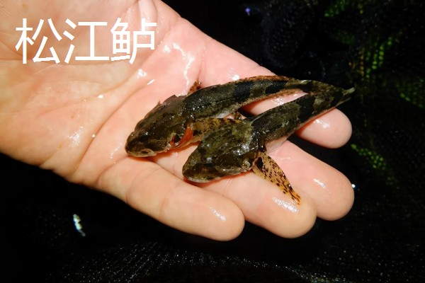 挑选优质加州鲈鱼苗的方法，选择体表有光泽、活跃度高的鱼苗