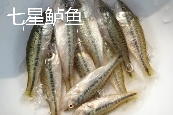 挑选优质加州鲈鱼苗的方法，选择体表有光泽、活跃度高的鱼苗