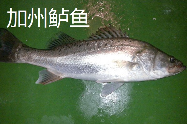 挑选优质加州鲈鱼苗的方法，选择体表有光泽、活跃度高的鱼苗