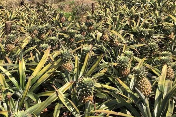 菠萝心腐病怎么防治，发病时喷施多菌灵等药剂