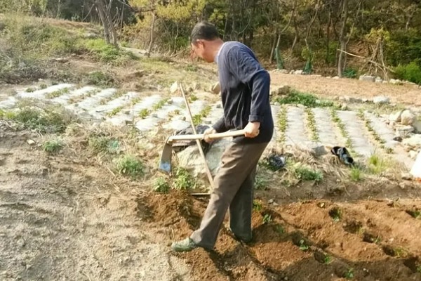 菠萝心腐病怎么防治，发病时喷施多菌灵等药剂
