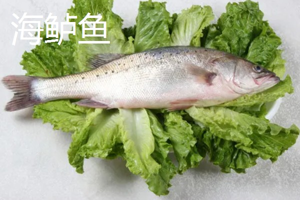 挑选优质加州鲈鱼苗的方法，选择体表有光泽、活跃度高的鱼苗