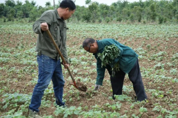 红薯施肥要注意什么,肥料与幼苗保持一定距离