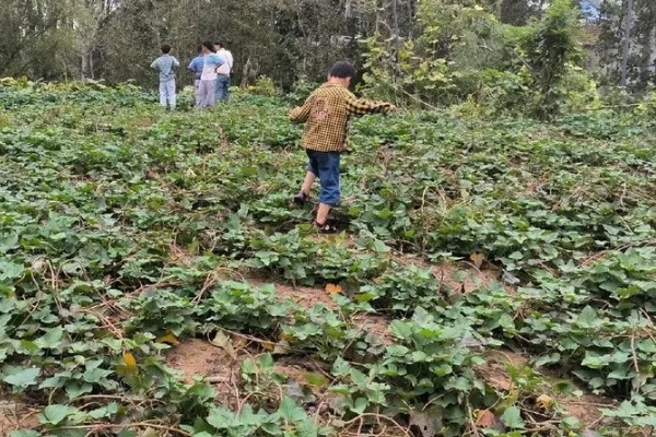 红薯施肥要注意什么,肥料与幼苗保持一定距离