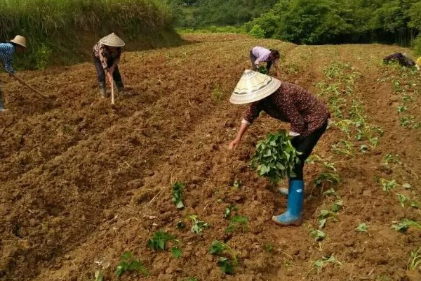 红薯施肥要注意什么,肥料与幼苗保持一定距离