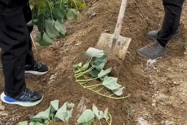 红薯施肥要注意什么,肥料与幼苗保持一定距离