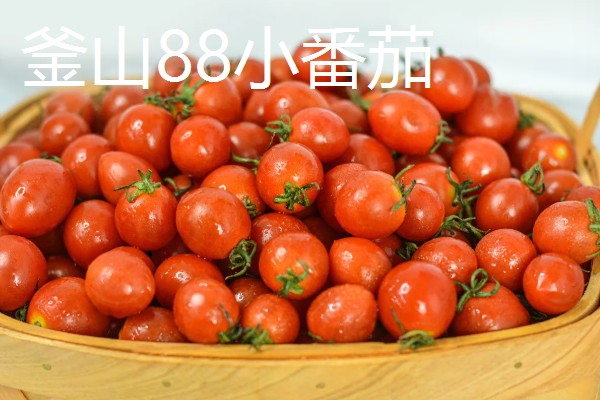 哪些番茄甜度高，包括毛粉番茄、英石大红等品种