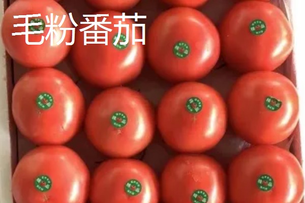 哪些番茄甜度高，包括毛粉番茄、英石大红等品种