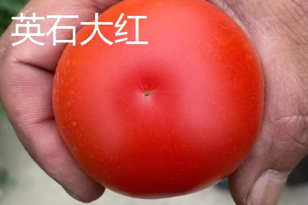 哪些番茄甜度高，包括毛粉番茄、英石大红等品种