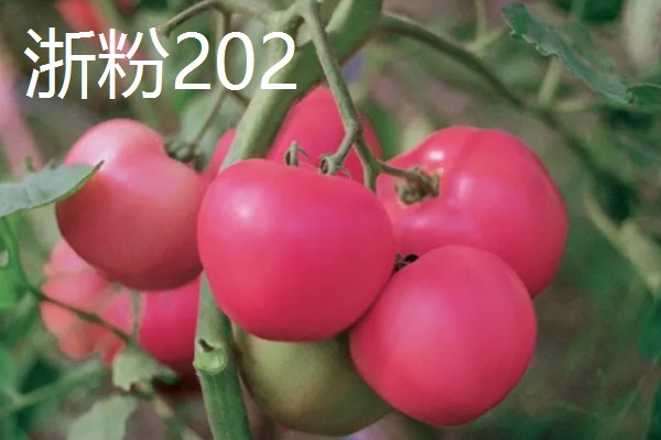 哪些番茄甜度高，包括毛粉番茄、英石大红等品种